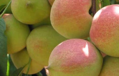 虾和桃子能一起吃吗（虾和桃子能一起吃吗会过敏吗）