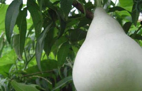 葫芦瓜的功效与作用及食用方法 葫芦瓜的功效与作用及食用方法禁忌
