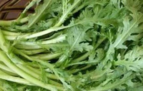 什么人不能吃茼蒿（什么人不能吃茼蒿菜）