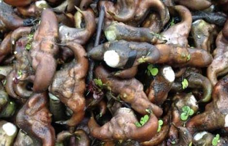 菱角可以生吃吗(菱角可以生吃吗孕妇)