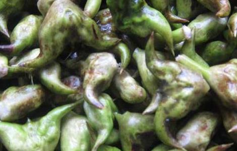 菱角可以生吃吗