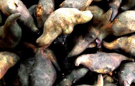 菱角可以生吃吗