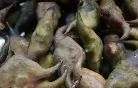 菱角不能和什么一起吃（菱角不能和什么一起吃,可以多吃吗?）