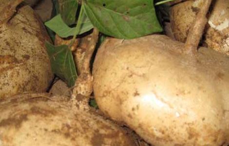 地瓜发芽了还能吃吗 请问地瓜发芽了还能吃吗