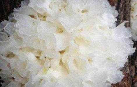 银耳不能和什么一起吃（冰糖银耳不能和什么一起吃）