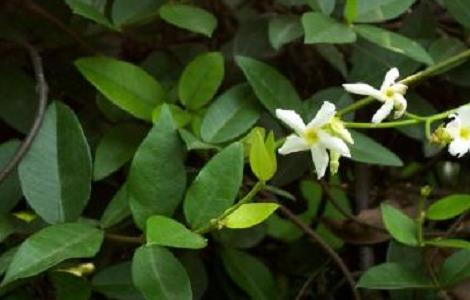 络石藤泡水喝的禁忌及用法用量（络石藤泡水喝的禁忌及用法用量）