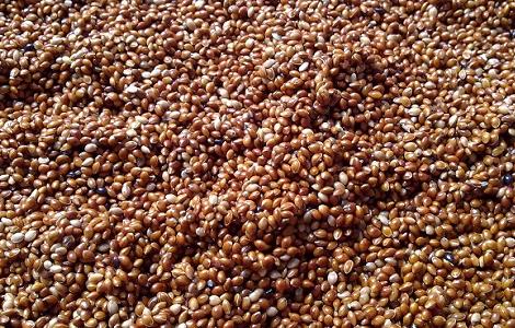 决明子泡水喝的害处 决明子泡水喝有什么害处