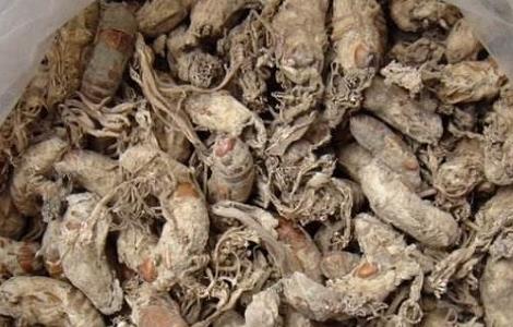 金蝉花怎么吃及注意事项(请问金蝉花怎么吃)