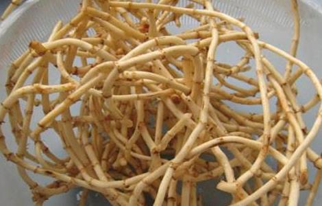 鱼腥草怎么做好吃（鱼腥草怎么做好吃）