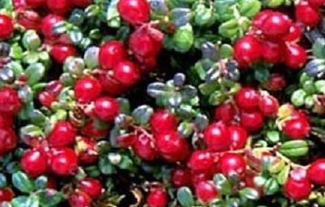 蔓越莓的功效与作用（蔓越莓的功效与作用及禁忌食用方法）