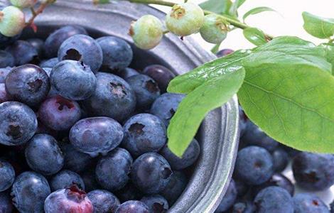 蓝莓的功效与作用 蓝莓的功效与作用一天吃多少