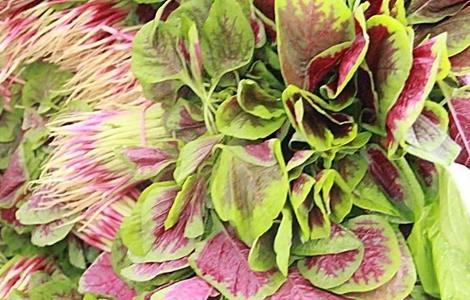 苋菜的功效与作用（苋菜的功效与作用及营养价值）