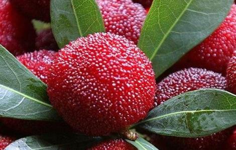 杨梅的功效与作用 咸白杨梅的功效与作用