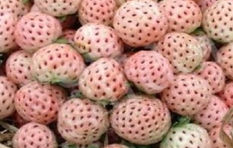 菠萝莓的功效和作用（菠萝果的作用）