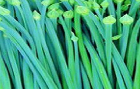蒜苗的做法及配方 蒜苗的家常做法窍门