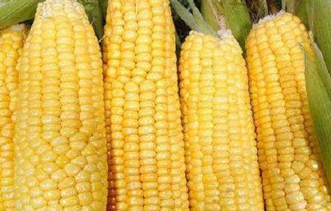 热量低的饱腹食物有哪些(热量低的饱腹食物有哪些)