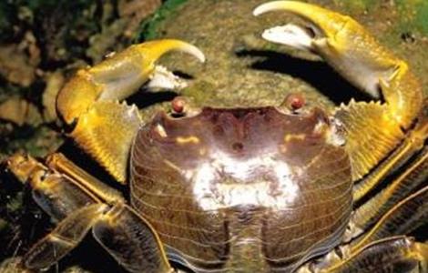 螃蟹混养方式（螃蟹混养方式图片）