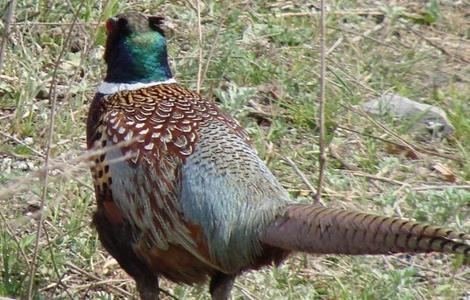 夏季山鸡的饲养方法（夏季山鸡的饲养方法有哪些）
