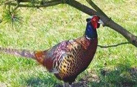 野鸡育雏期的管理方法 野鸡育雏期的管理方法是