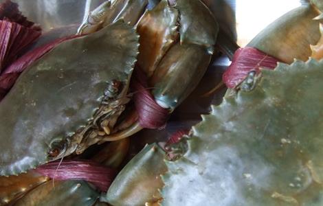 青蟹养殖的日常管理(青蟹养殖的日常管理方法)