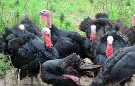 怎样提高火鸡的产蛋率 怎样提高火鸡的产蛋率视频