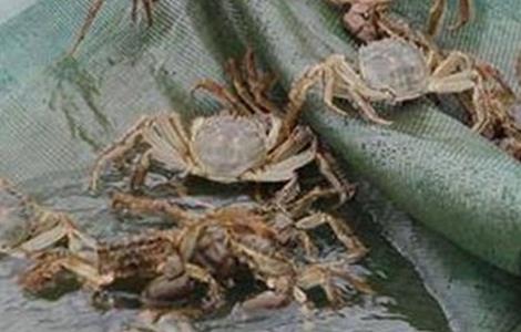 大闸蟹养殖的方法（大闸蟹怎么养殖）