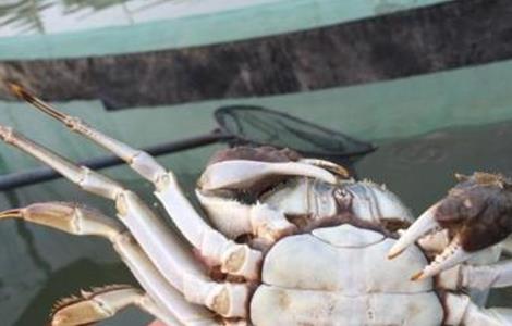 适合养殖的大闸蟹品种（大闸蟹哪里养殖最多）