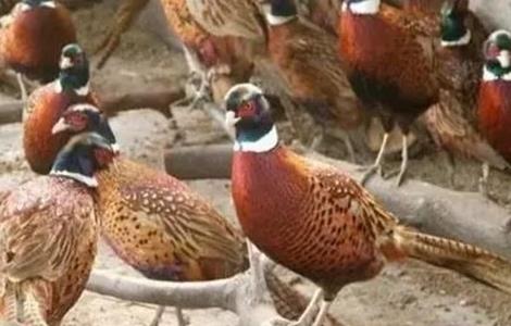 冬季养野鸡注意事项（家里养野鸡需要注意什么）