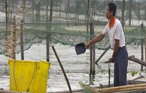 河蟹投喂注意事项 河蟹投喂注意事项和禁忌