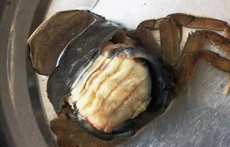 青蟹蜕壳不遂的防治方法（青蟹蜕壳前有什么现象）