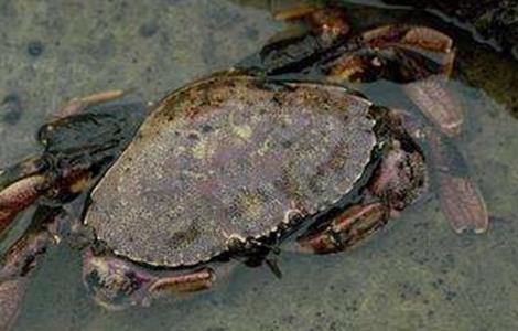 青蟹常见病害的防治技术 青蟹病害图