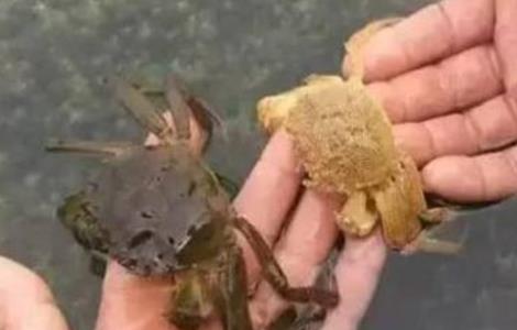 河蟹蜕壳期管理要点 河蟹蜕壳期管理要点