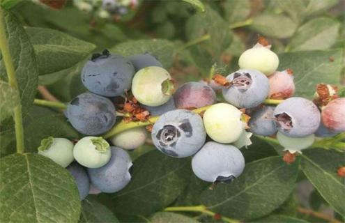 蓝莓 常见 品种