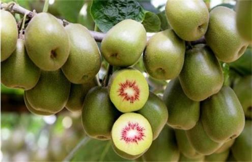 猕猴桃种类介绍及图片大全 猕猴桃种类介绍及图片大全视频