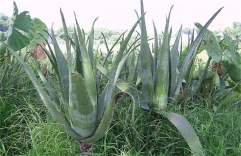 芦荟常见品种及图片（芦荟常见品种及图片及价格）