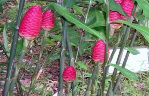 姜的种类及图片介绍 姜的种类及图片介绍一下