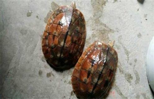 金钱龟图片及名称 金钱龟是什么样子图片