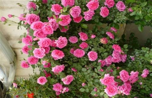 月季常见品种及图片(月季常见品种及图片大全)