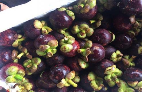 山竹的常见品种及图片（山竹的常见品种及图片介绍）