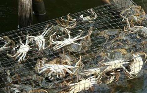 如何提高螃蟹的产量 如何提高螃蟹的产量和质量