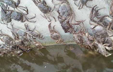 如何提高 螃蟹 产量