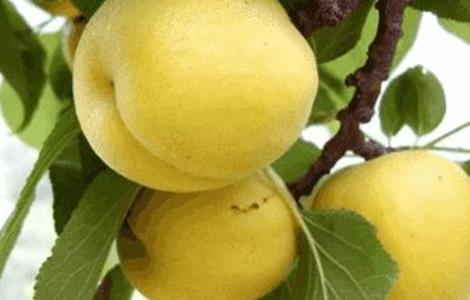 杏子的功效与作用(杏子的功效与作用禁忌)