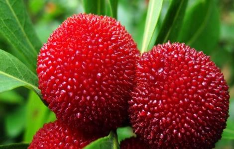 杨梅的功效 盐腌制杨梅的功效