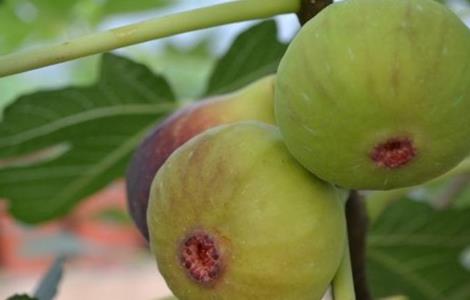 无花果的功效与作用 无花果的功效与作用一天吃几个