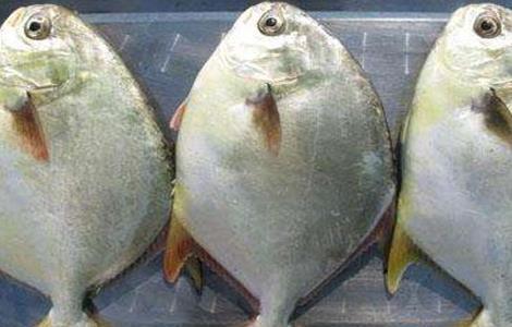 鲳鱼营养价值及功效 鲳鱼营养价值及功效和禁忌