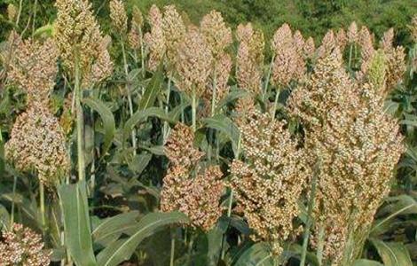 高粱的功效与作用（高粱米的功效与作用）