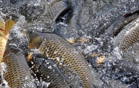 鲤鱼功效与作用（鲤鱼功效与作用营养）