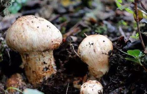 松茸的功效(松茸的功效与作用)