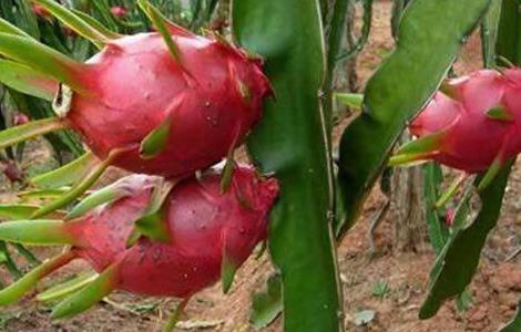火龙果功效与作用 火龙果功效与作用有哪些好处