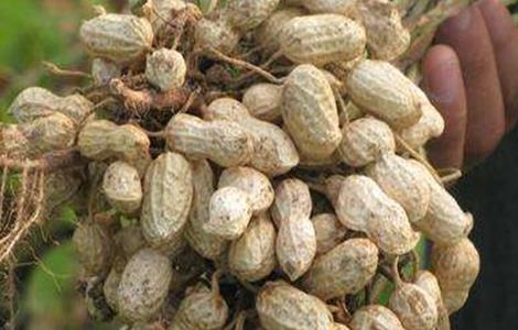 花生的功效与作用禁忌 莲藕花生的功效与作用禁忌